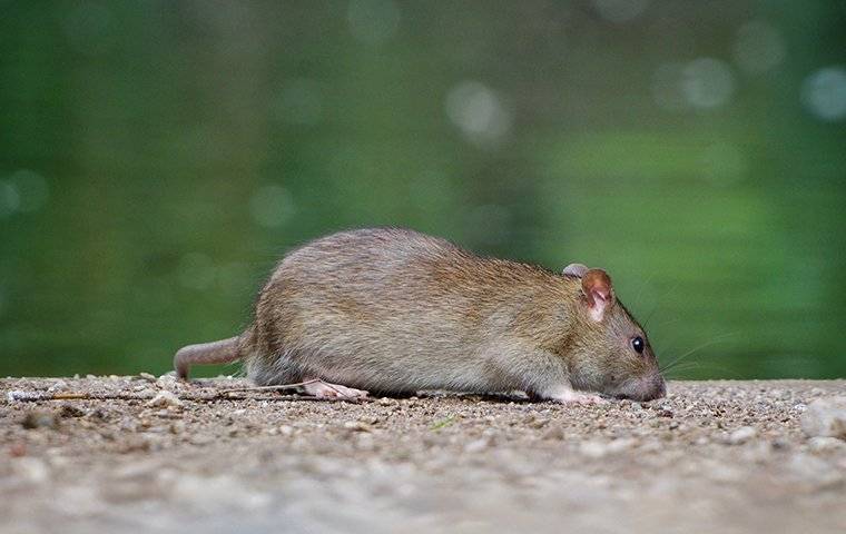 The Safe Way To Get Rid Of Dangerous Rats In Your Redding Home